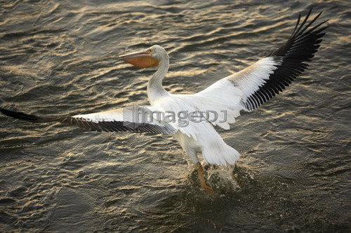Pelican begins to take flight; Canada, Alberta