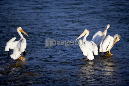 Four pelicans standing on rocks in water; Canada, Alberta