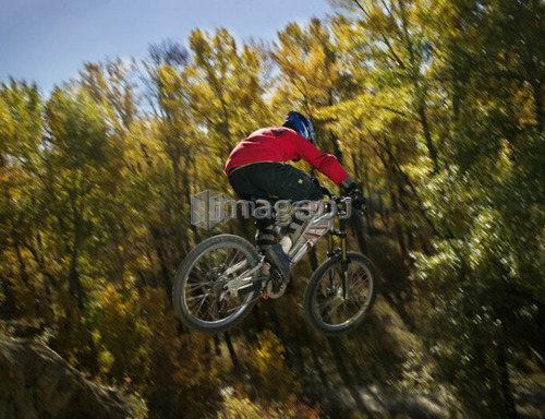 Biker in mid-air against autumn trees; Canada, Alberta, Calgary, Fish Creek Park
