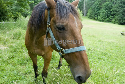 Horse in a field in a rural area; Canada, British Columbia, Victoria
