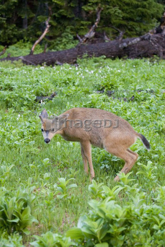 Mule deer urinating; USA, Washington, Olympic National Park