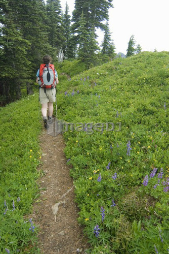 Woman (20-25) hiking along an alpine trail; USA, Washington, Olympic National Park,