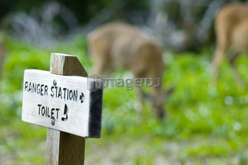 Mule deer in a meadow with a toilet sign; USA, Washington, Olympic National Park