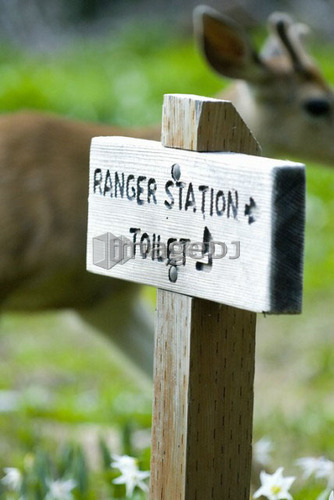 Mule deer in a meadow with a toilet sign. USA, Washington, Olympic National Park
