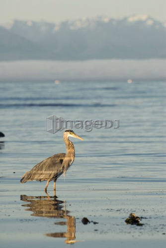Great Blue Heron feeding.  Victoria, Vancouver Island, BC