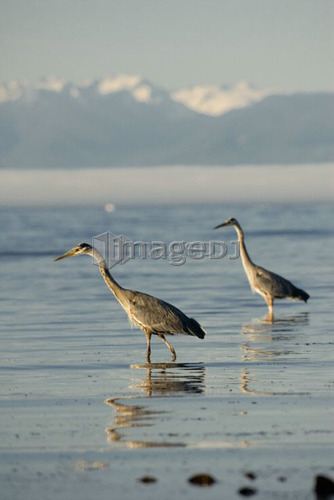 Great Blue Herons feeding. Victoria, Vancouver Island, BC