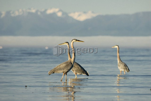 Great Blue Herons feeding. Victoria, Vancouver Island, BC