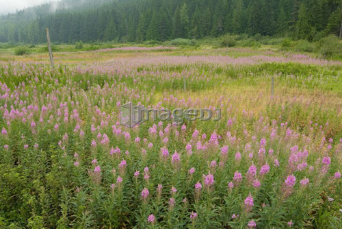 Field of Fireweed flowers.  Sunshine Valley, BC.