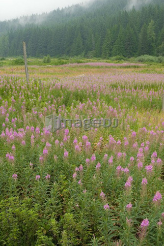 Field of Fireweed flowers.  Sunshine Valley, BC.