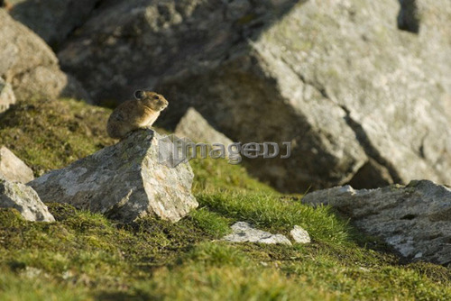 A Pika sits atop a rock in an alpine rocky area.  Canada, Alberta, Jasper National Park, Skyline Trail