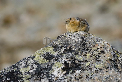 A Pika sits atop a rock in an alpine rocky area.  Canada, Alberta, Jasper National Park, Skyline Trail