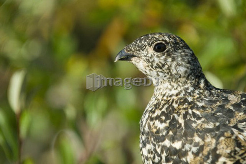 White-Tailed Ptarmigan.  Canada, Alberta, Jasper National Park, Skyline Trail