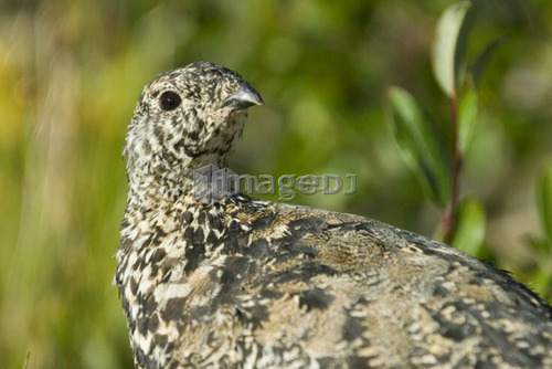 White-Tailed Ptarmigan.  Canada, Alberta, Jasper National Park, Skyline Trail