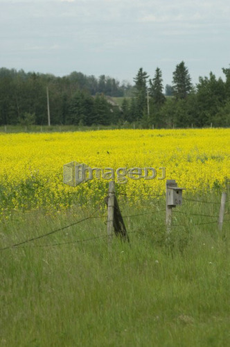 Bird house on fence post beside canola field; Canada, Alberta, Red Deer
