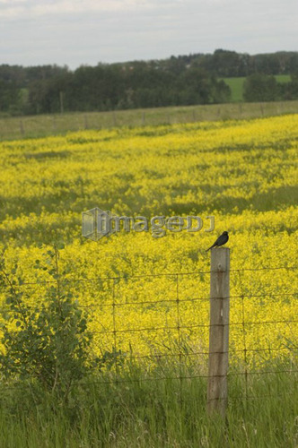 Bird on fence post beside field; Canada, Alberta, Red Deer