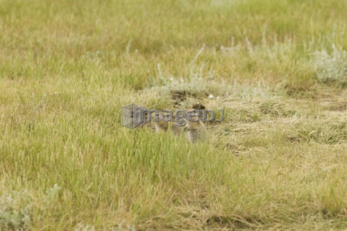 Black-tailed prairie dog. Grasslands National Park, Saskatchewan