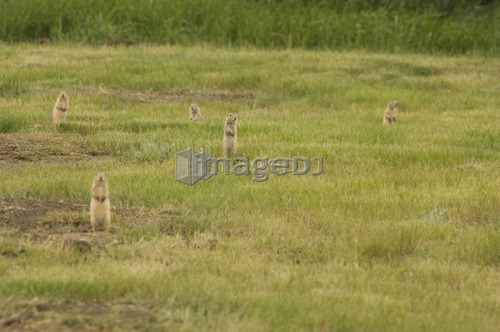Group or Town of Black-tailed prairie dogs. Grasslands National Park, Saskatchewan