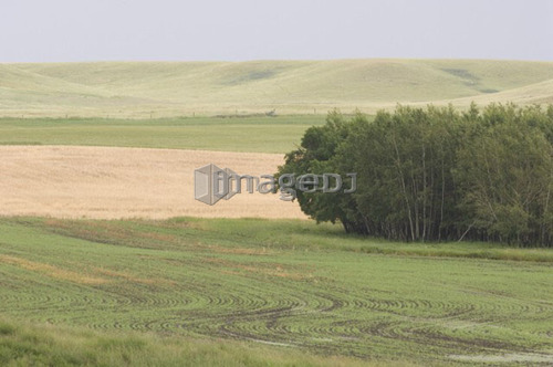 Early crop growth; Canada, Alberta, Red Deer