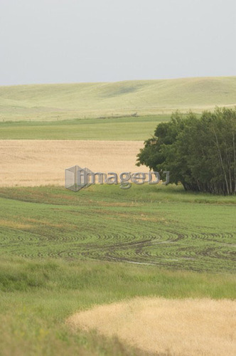 Early crop growth; Canada, Alberta, Red Deer