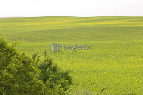 Canola coming into bloom; Canada, Saskatchewan,