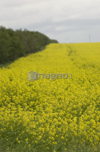 Field of canola in bloom; Canada, Saskatchewan,