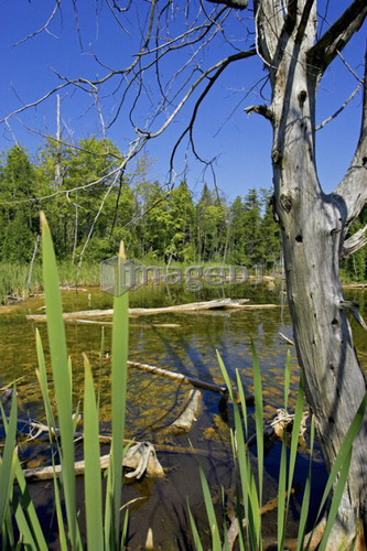 Wetlands, Canada, Ontario, Campbellville