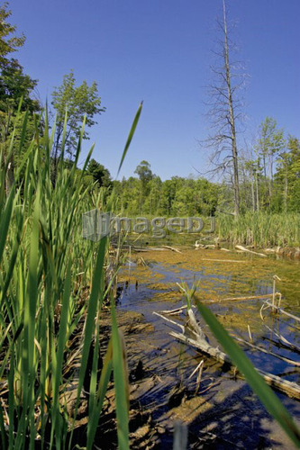 Wetlands, Canada, Ontario, Campbellville