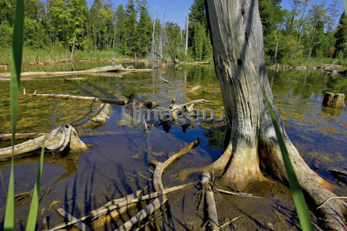 Wetlands, Canada, Ontario, Campbellville