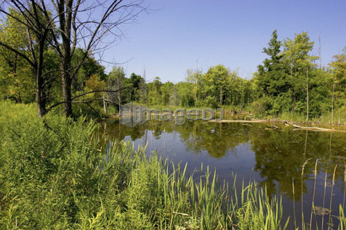 Wetlands, Canada, Ontario, Campbellville