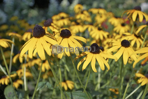 Black-eyed Susan, Canada, Ontario