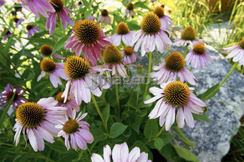 Purplecone flower, Canada, Ontario