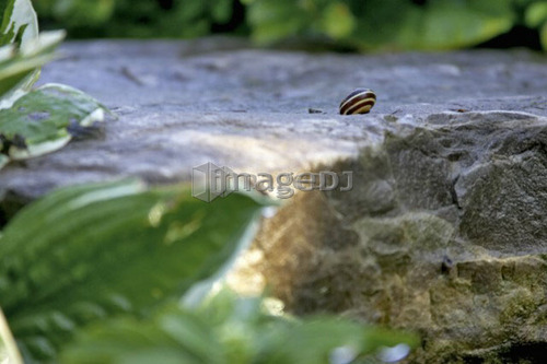 Snail, on rock surrounded by foliage, Canada, Ontario