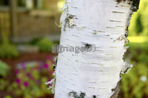 Detail of white birch, tree trunk, Canada, Ontario