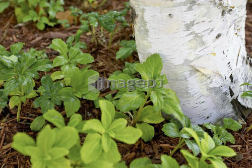 Detail of white birch, tree trunk surrounded by green foliage, Canada, Ontario