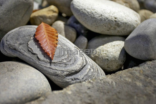 Detail of leaf on stone, Canada, Ontario