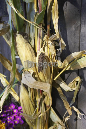 Bundle of dried corn leaning against barn wall, Canada, Ontario
