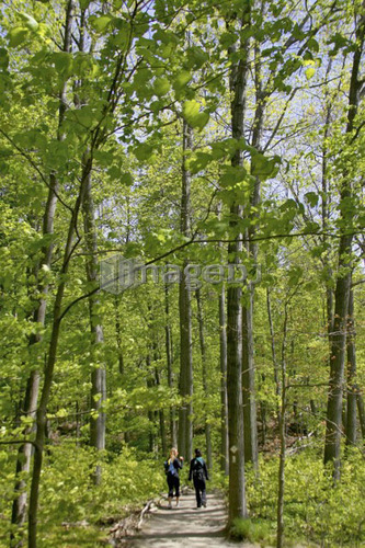 People walking down a pathway in the woods, Canada, Ontario, Dundas