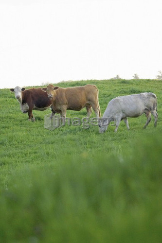 Beef cattle grazing in a field, Canada, Ontario, Jerseyville