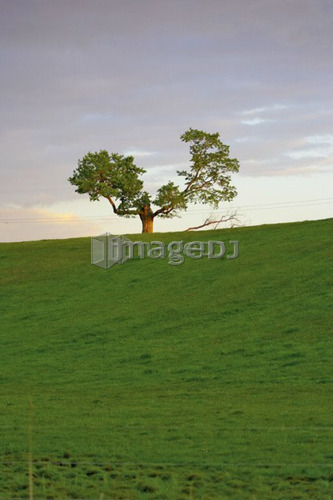 Tree on the horizon at dusk, Canada, Ontario, Jerseyville