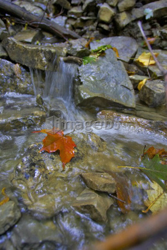 Maple leaf on a rock in a stream , Canada, Ontario, Hamilton