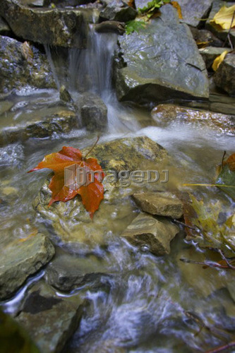 Maple leaf on a rock in a stream , Canada, Ontario, Hamilton