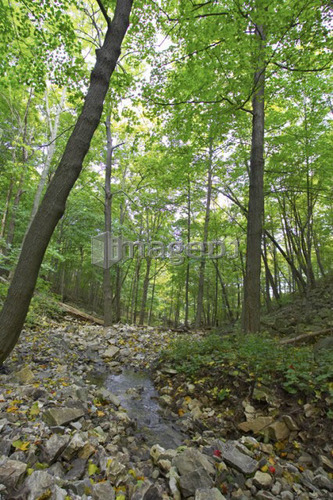 Small stream running over rocks through wooded area, Canada, Ontario, Hamilton