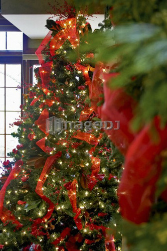Decorated Christmas tree with red ribbon and lights, Canada, Ontario