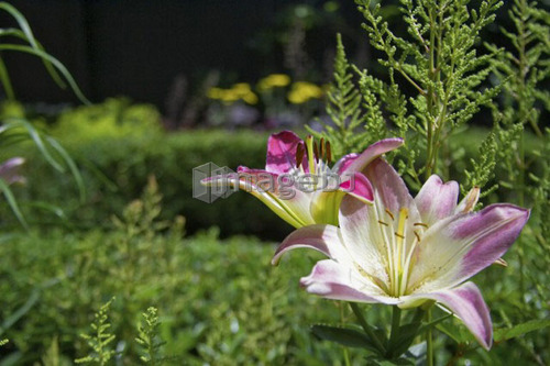 Trumpet hybrid lilies in a garden, Canada, Ontario