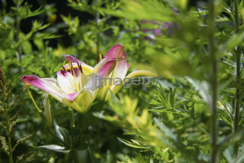 Trumpet hybrid lilies in a garden, Canada, Ontario