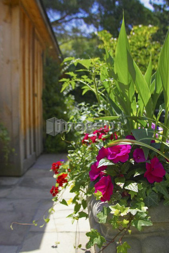 Flower planter on stone patio, Canada, Ontario