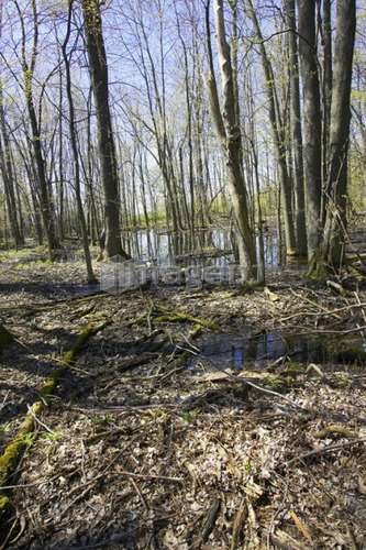 Early springtime in a wooded, swampy area, Canada, Ontario