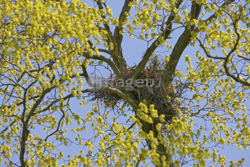 Nest in a tree, Canada, Ontario