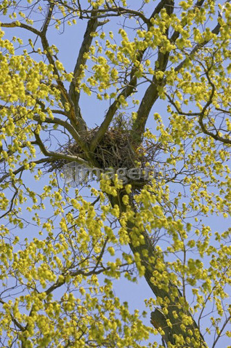 Nest in a tree, Canada, Ontario