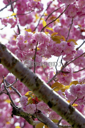 Detail of cherry tree in bloom, Canada, Ontario